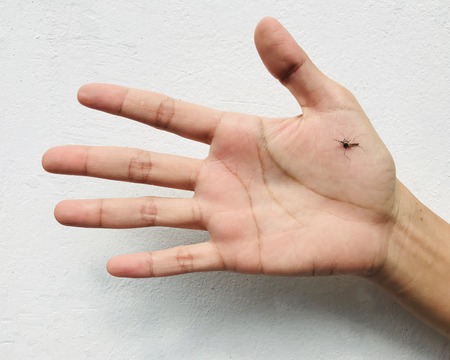 womanâ€™s right hand and died mosquito that was slapped on palm with white background