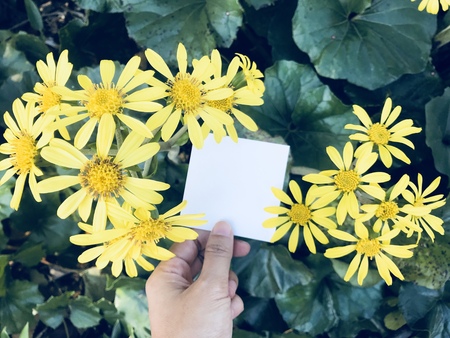 man holds a square blank white paper with beautiful yellow blossom daisy flower in the garden, âsending message to someoneâ idea conceptの写真素材