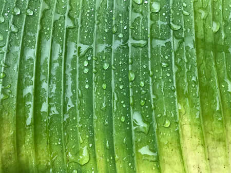 full frame of green and yellow banana leaf with many rain drops in sunshine light after rainingの写真素材
