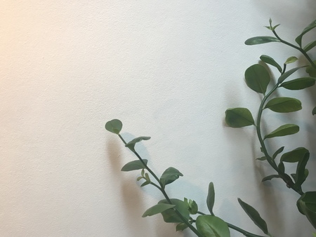 nice green climbing plant on white wall background with warm lightの写真素材
