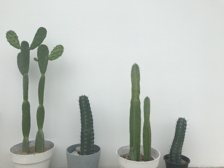 many kinds of beautiful form and shape of green cactus in tree pots on white background wallの写真素材