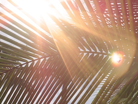 golden light flare on green coconut-palm leaf stalk in day time summer, using as backgroundの写真素材