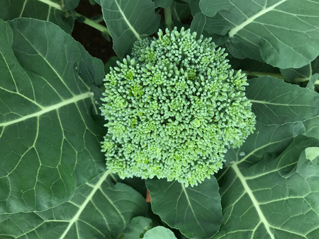 top view shot of flower of green kale vegetable in daylight