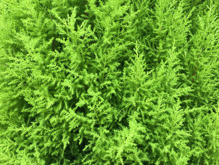 full frame shot of bush of common juniper or the scientific name is juniper communis in daylight with natural lightの写真素材