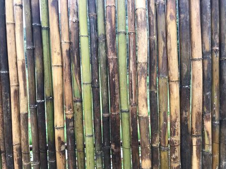 natural multicolored bamboo wood logs attached together as a wall with trees on background in full frame shotの写真素材