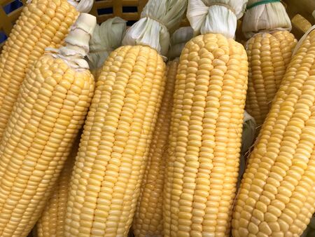 full frame shot of group of delicious yellow ripe sweet corns in natural daylightの写真素材