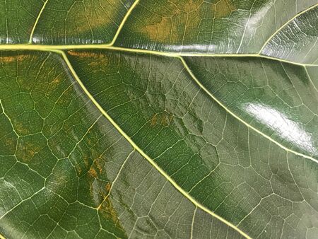 close-up shot of big green leaf vein of Fiddle Fig plant in full frame with bright light shine on it, using for backgroundの写真素材