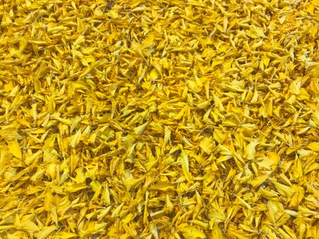 yellow marigold's flower petals in full frame shot in studio lightingの写真素材