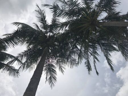 tiny sunlight shines through coconut trees with grey sky and white fluffy clouds in day timeの写真素材