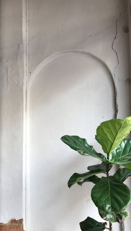 designed antique white cement wall with cracked space which shows old bricks inside and Fiddle-leaf...
