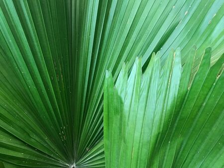 close-up shot of ruined leaves of green palm tree in full frame, using for backgroundの写真素材