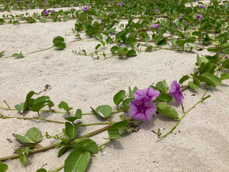 violet beach morning glory flowers with its green vines on white sand in bright daylight, using for...