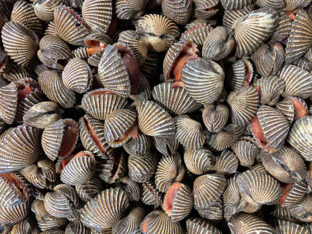 close up a group shot of fresh alive cockles in full frame at the fresh marketの写真素材