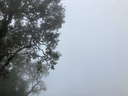 big tree forest surrounded by fog in the winter morning up to the mountainの写真素材
