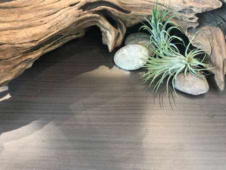 Old wood timber, green plants and rocks are decorated on dark brown wooden table with blank space, using for display of product or montageの写真素材