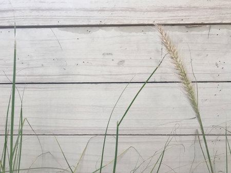 green wild grass flower and rough painted white wood panel wallの写真素材