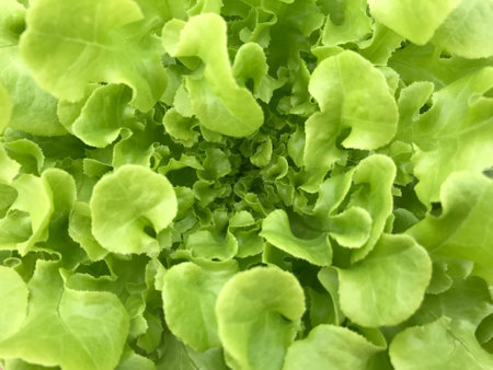 close-up shot of the middle of fresh green oak salad vegetable in full-frameの写真素材