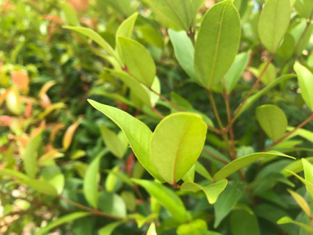 close-up shot of vibrant color of gold brush cherry's leaves in foreground and its blurred bush in the backgroundの写真素材