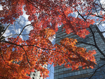 the modern buildings and red maple trees and blue sky on an autumn season day in Tokyo, Japanの写真素材