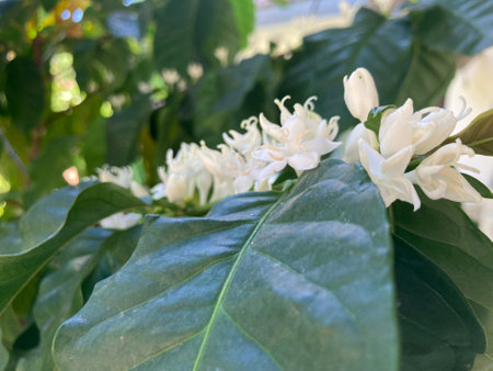 pure white coffee flower blooms with its green leaves and the sun shine in natural daylightの写真素材