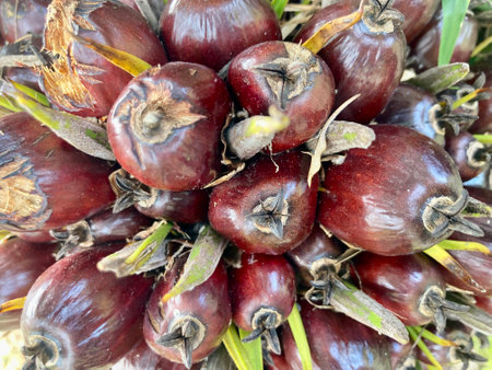 the fresh bunch of dark red-brown palm seeds with green palm leaves in full frame shot, using as the backgroundの写真素材