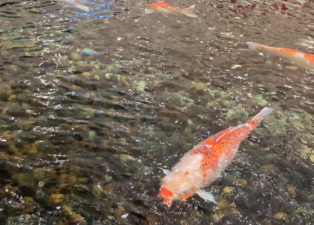 white and orange carp are swimming in the riverの写真素材