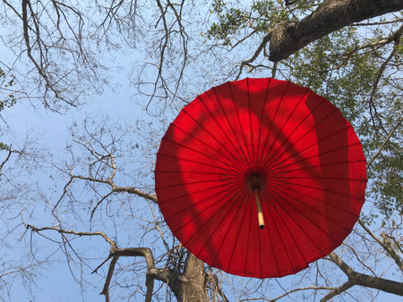 red mulberry paper umbrella and big trees on blue sky background on a shiny dayの写真素材