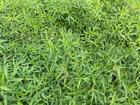 natural fresh young green grass in full frame shot, using for backgroundの写真素材