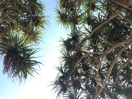 natural green seashore screwpine or Pandanus tectorius or Panan palm trees and bright light blue sky shot from worm eye viewの写真素材