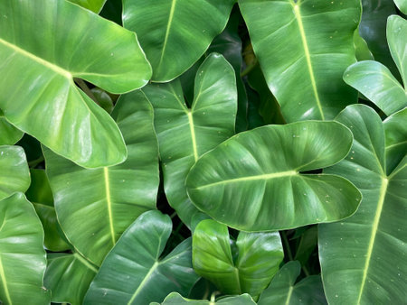 cute heart shape of Philodendron dark green leaves in full frame shot, using as backgroundの写真素材