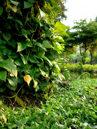 green gardenの写真素材