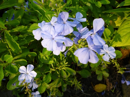 flower in gardenの写真素材