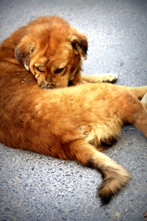 Stray dog living on the street の写真素材