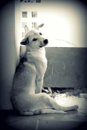 Stray dog living alone の写真素材