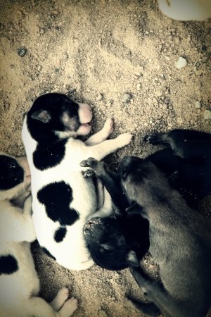 Neglected puppies の写真素材