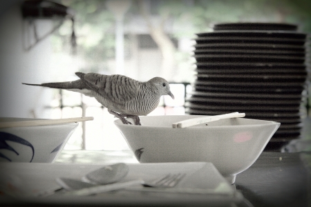 A pigeon, In Thailand they live in the city and eating with people in university canteen A pigeon, In Thailand they live in the city and eating with people in university canteen