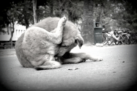Stray dog living on the street の写真素材