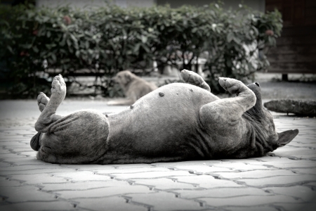Stray dog living on the street の写真素材