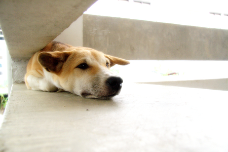 Stray dog living alone の写真素材