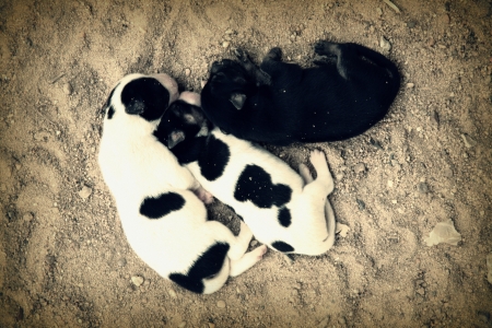 Neglected puppies の写真素材