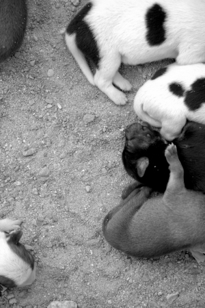 Neglected puppies の写真素材