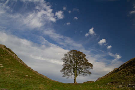 The iconic tree on the part of Hadrian's Wall known as Sycamore Gap. Northumberland, UKの写真素材