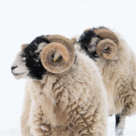 Swaledale rams in snowの写真素材