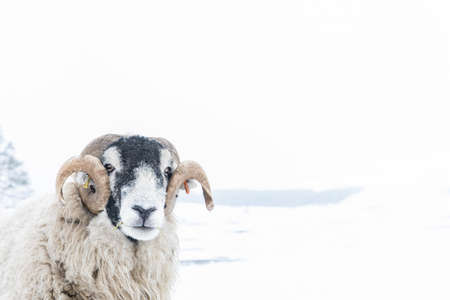 Portrait of Swaledale ram in snowの写真素材