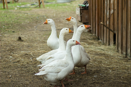 Geese are waterfowl belonging to the tribe Anserini of the family Anatidaeの写真素材
