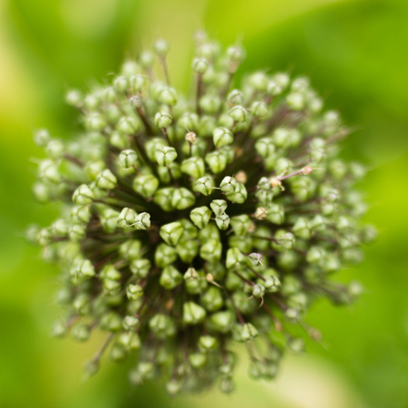 Allium sativum, commonly known as garlic, is a species in the onion genus, Allium.の写真素材