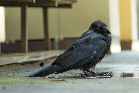 A raven is one of several larger-bodied members of the genus Corvus. These species do not form a single taxonomic group within the genus, but share similar characteristics and appearances that generally separate them from other crows. The largest raven spの写真素材