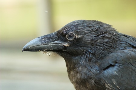 A raven is one of several larger-bodied members of the genus Corvus. These species do not form a single taxonomic group within the genus, but share similar characteristics and appearances that generally separate them from other crows. The largest raven spの写真素材