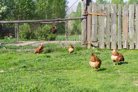 chickenの写真素材