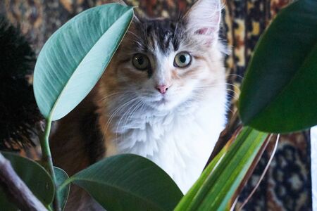 In the photo, a cat or kitten sits or lies and looks at the viewer. In the background may be a...